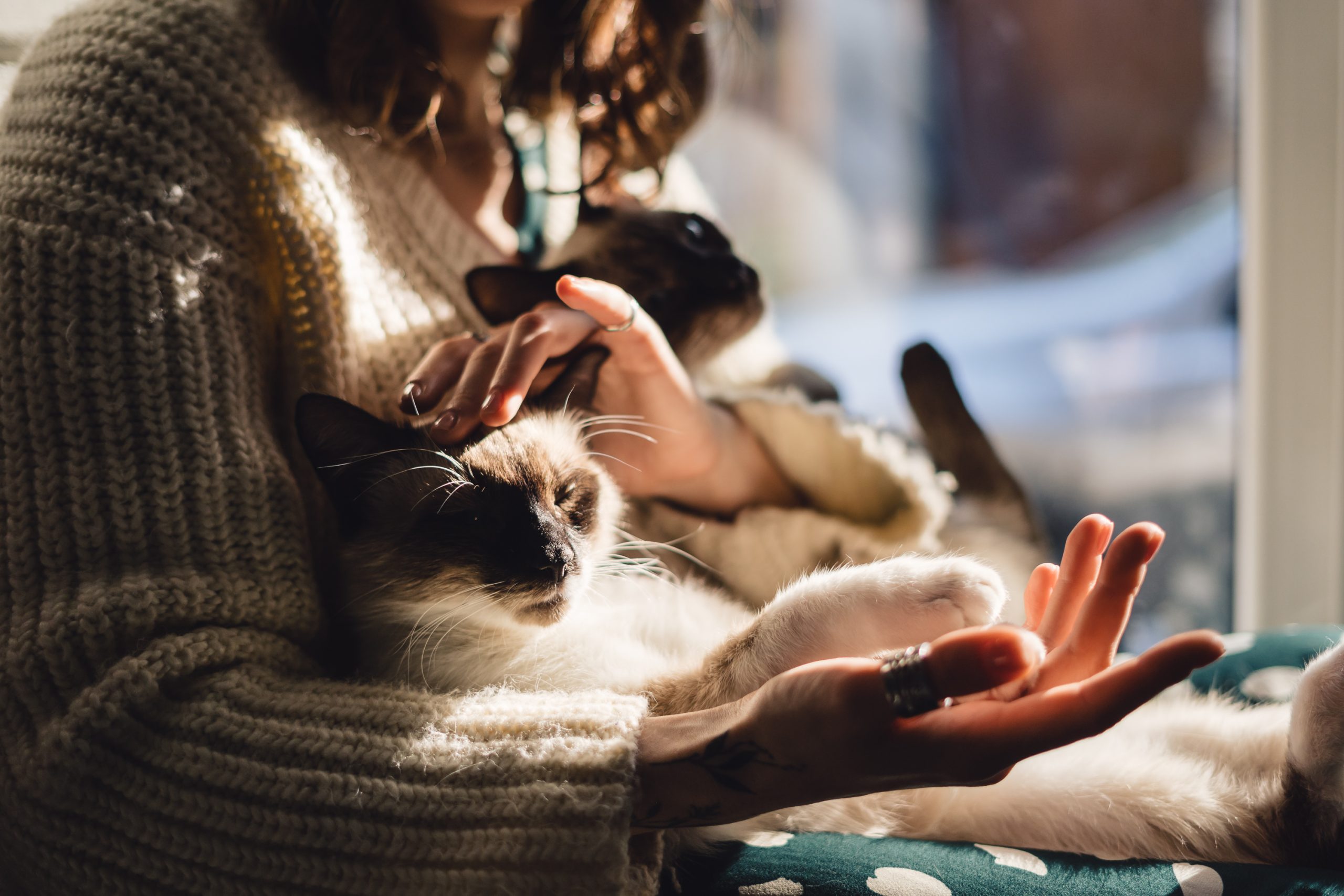 A person holding a relaxed cat