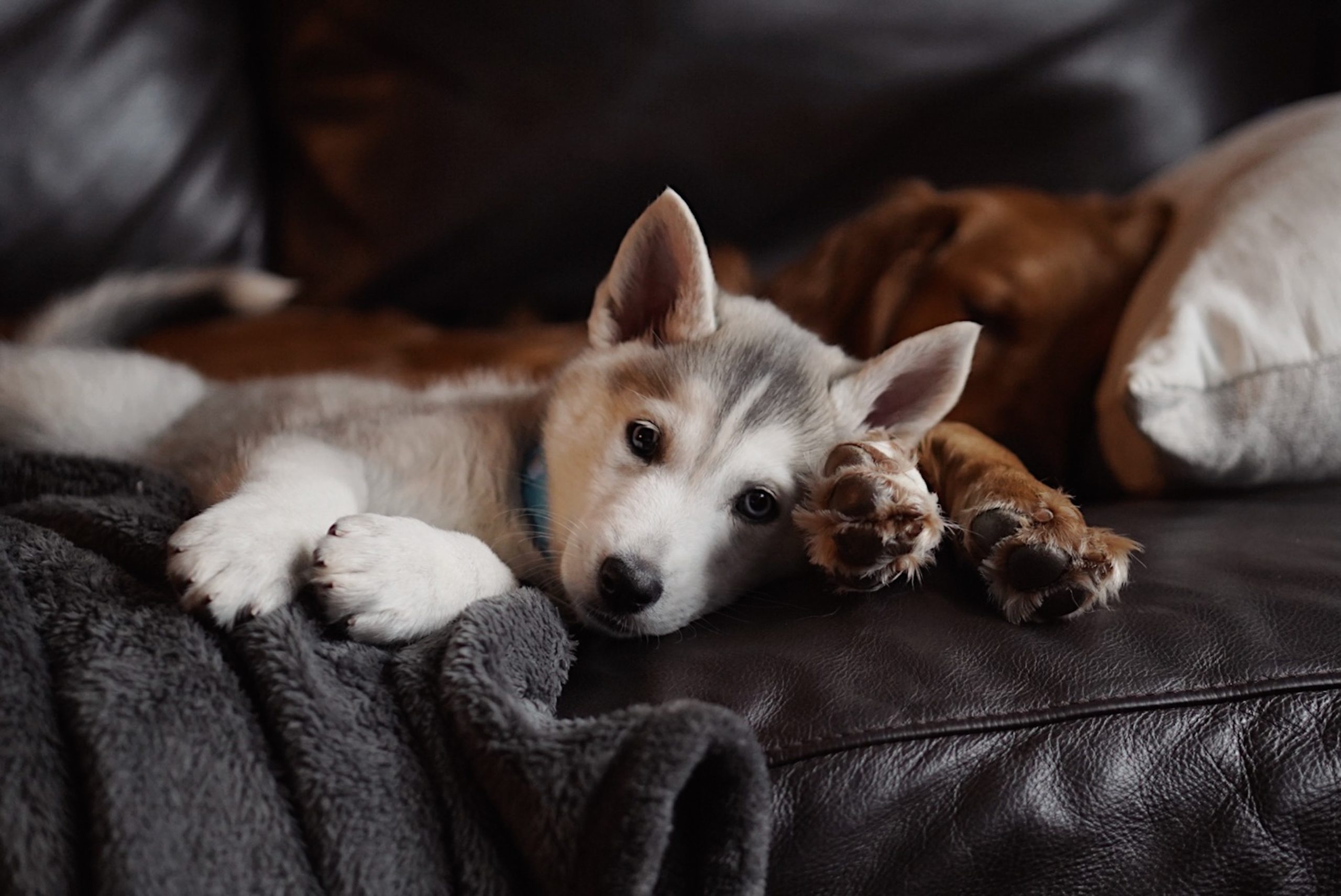 Two dogs resting together