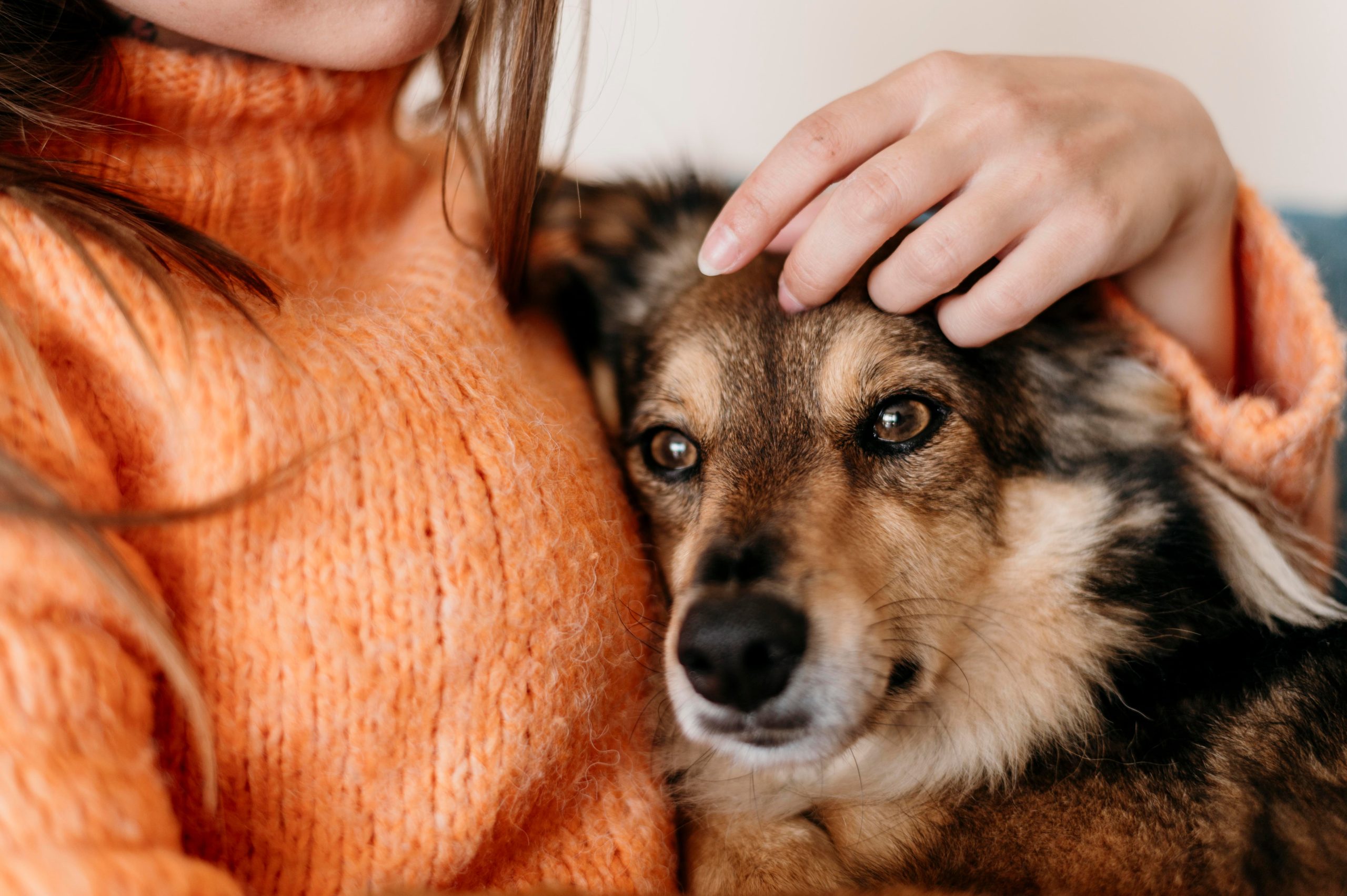 An animal in care