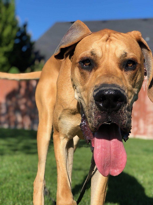 Mack outdoors with his tongue out