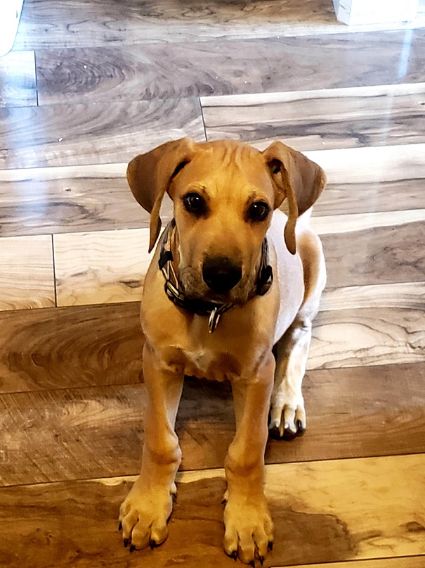 Mack as a puppy sitting on a wood floor