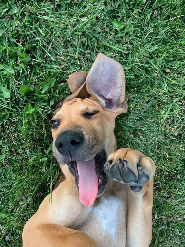 Mack as a puppy lying on the grass with his tongue out